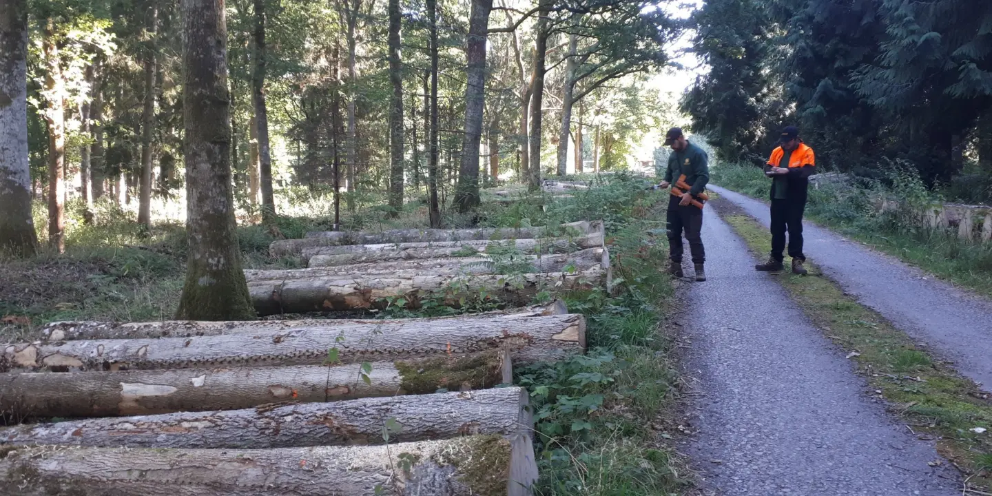 Longleat Measuring Logs