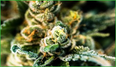 Redhead Sweets: A Comprehensive Guide To Delightful Treats